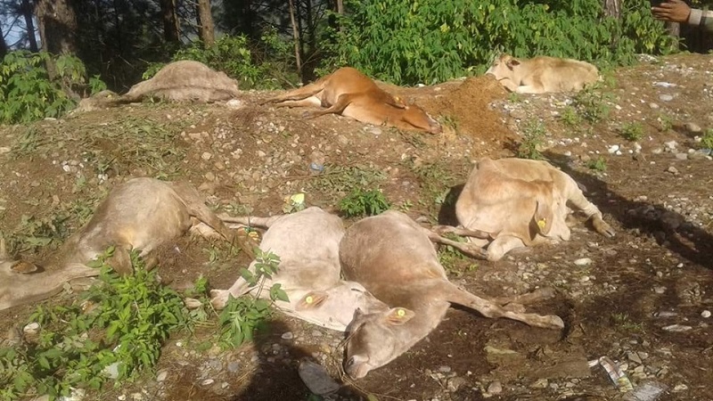 तस्करको भ्यानमा मरेका सात गाई भेटियो